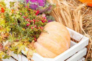 Sonbahar kabak yakın çekim