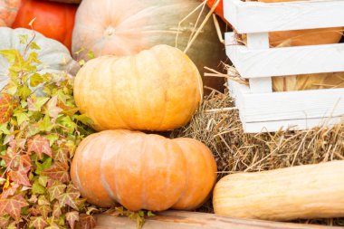 Sonbahar kabak yakın çekim