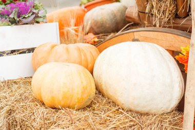 Sonbahar kabak yakın çekim