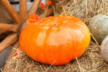 Sonbahar kabak yakın çekim