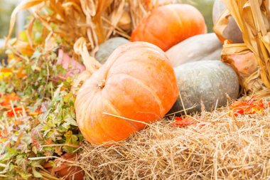 Sonbahar kabak yakın çekim
