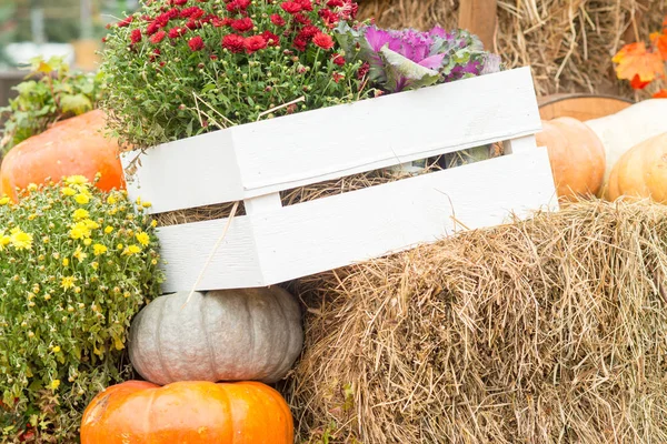 Autumn pumpkin close-up — Stock Photo, Image