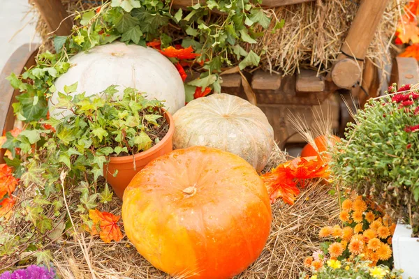 Sonbahar kabak yakın çekim