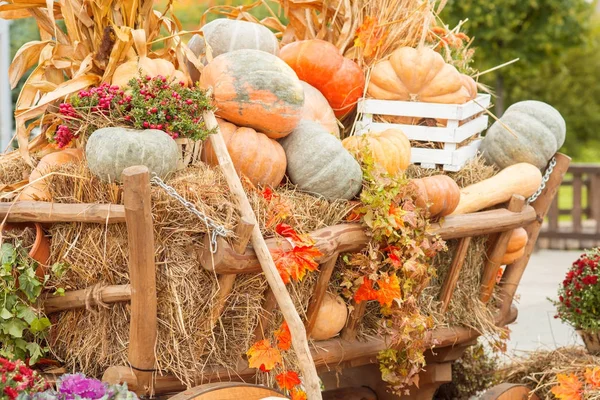 Sonbahar kabak yakın çekim
