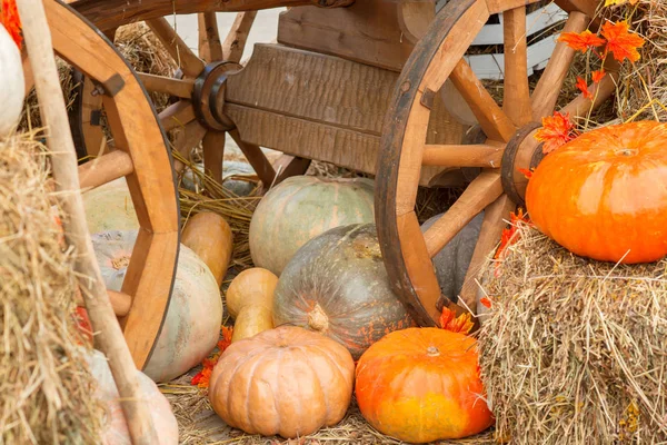 Sonbahar kabak yakın çekim