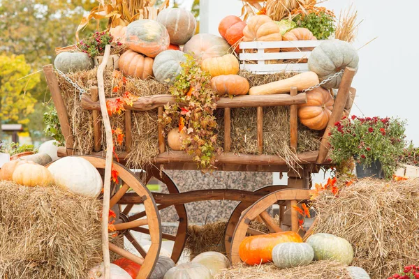 Sonbahar kabak yakın çekim