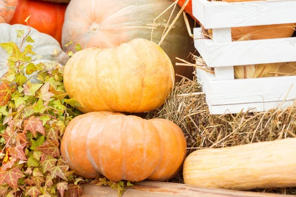 Sonbahar kabak yakın çekim