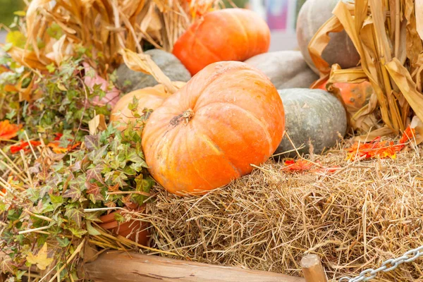 Sonbahar kabak yakın çekim
