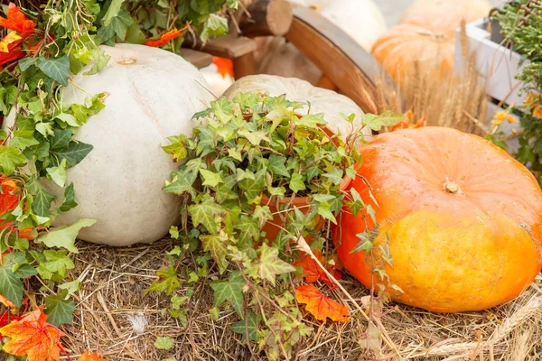 Sonbahar kabak yakın çekim
