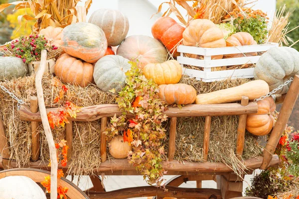 Sonbahar kabak yakın çekim