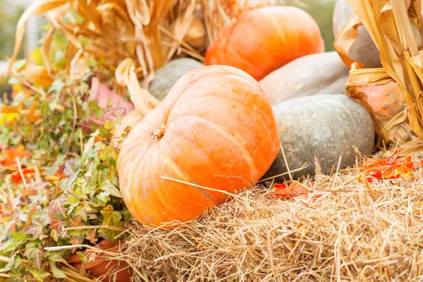 Sonbahar kabak yakın çekim