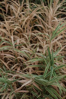  arka plan sararmış ot