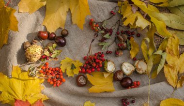 sonbahar sarı ve kırmızı çuval bezi, kırmızı dut yaprakları