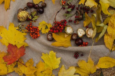 sonbahar sarı ve kırmızı çuval bezi, kırmızı dut yaprakları