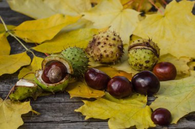 Sarı yaprakların bir arka plan üzerinde kestane