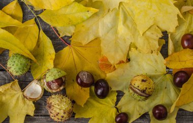 Sarı yaprakların bir arka plan üzerinde kestane