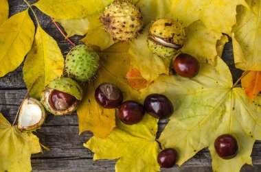 Sarı yaprakların bir arka plan üzerinde kestane