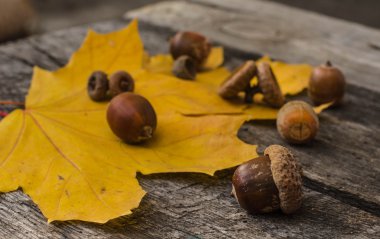 Sarı yaprakların bir arka plan üzerinde meşe palamutları