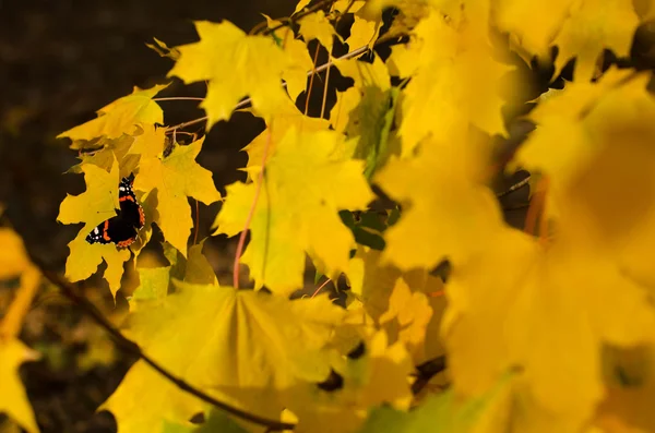 Vlinder aan de achtergrond — Stockfoto