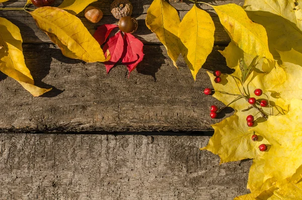 Gele en rode herfstbladeren van jute, rode bessen — Stockfoto
