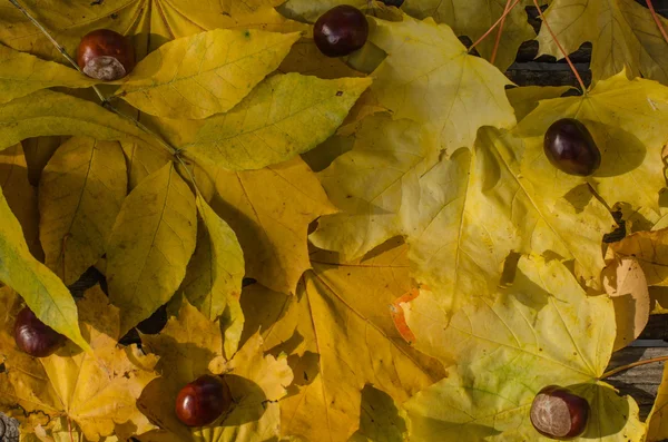 Kastanjes op een achtergrond van gele bladeren — Stockfoto