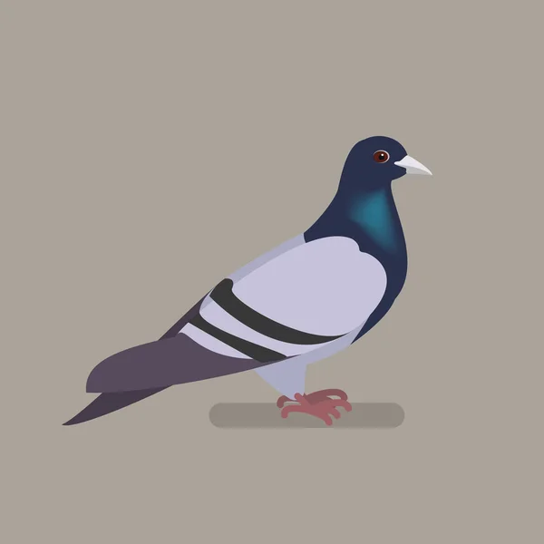 Un oiseau colombe sur une branche. Illustration vectorielle isolée d'un plat — Image vectorielle