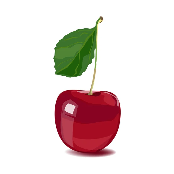 Mogna röda körsbär med blad. vektor illustration — Stock vektor
