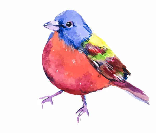 Kuş kiraz kuşu renkli. Küçük renkli kuş. Suluboya el çizimi. Vektör — Stok Vektör
