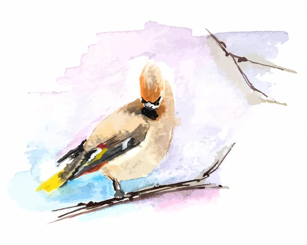 Waxwing sedící na větvi, akvarel. Blahopřání — Stockový vektor