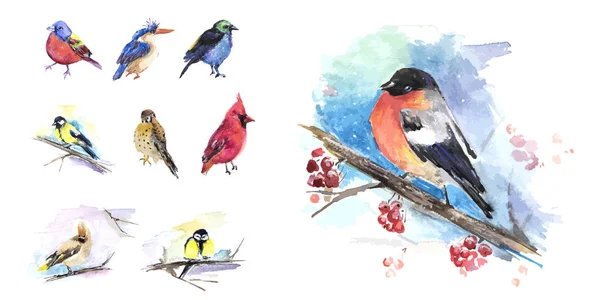 Las aves en invierno, conjunto de aves de la técnica de acuarela. Vector — Archivo Imágenes Vectoriales