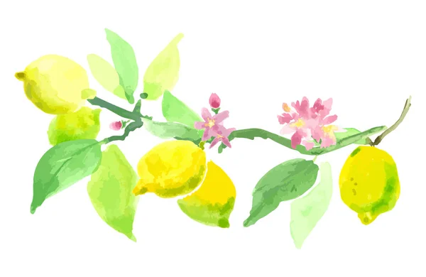 Çiçek açan limon. Meyve ve çiçekler ile limon dalı. Vektör suluboya tekniği