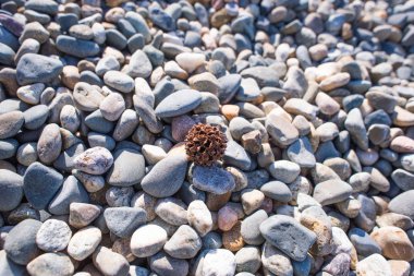 Taş Beach. Taş yuvarlak kahverengi tohumları. Arka plan, doku