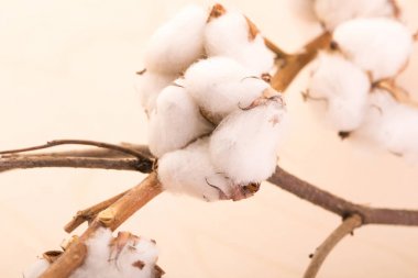 Pamuk çiçekler dal