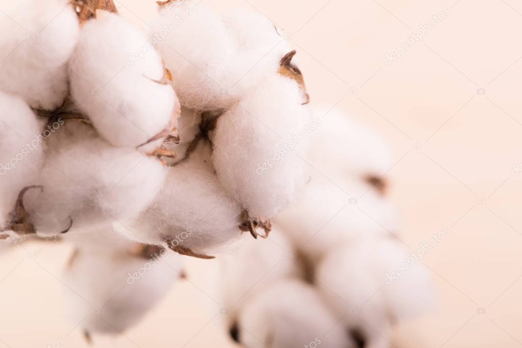 Cotton flowers on a beige background