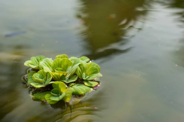 Watter lettuce in water — Stock Photo, Image