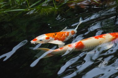 güzel süslü sazan balık