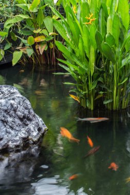 Balık ve taze Bahçe