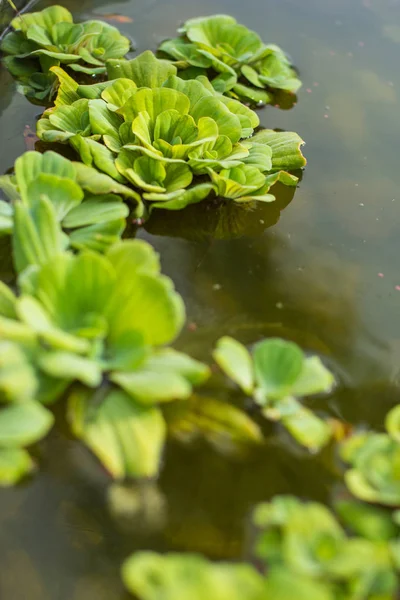 Watter lettuce in the water — Stock Photo, Image