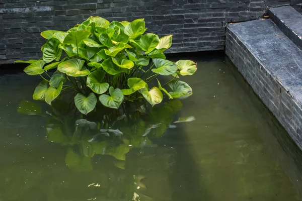 Alocasia lindenii and edge of pond — Stock Photo, Image