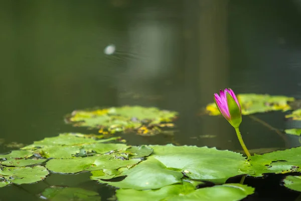 Lotus di kolam — Stok Foto