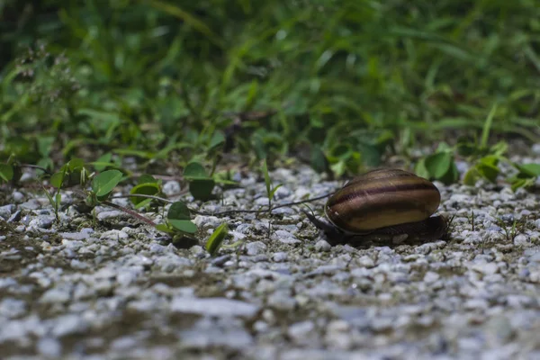 Schnecke in der Nacht — Stockfoto