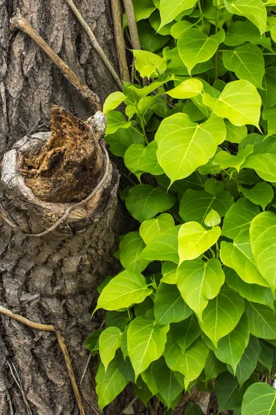 Verde e seco — Fotografia de Stock