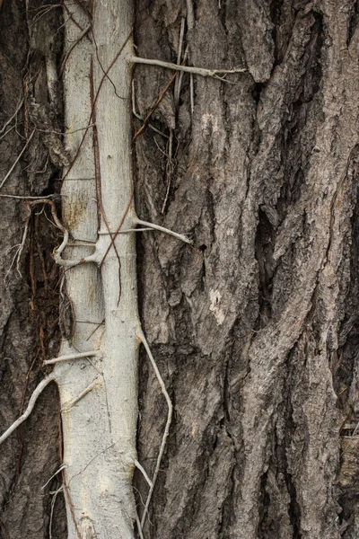 Parasitäre Pflanze auf großem Baum — Stockfoto