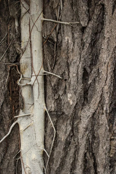 Parasited plant op grote boom — Stockfoto