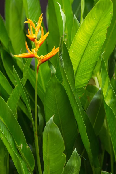 Pássaro do paraíso flor Imagem De Stock