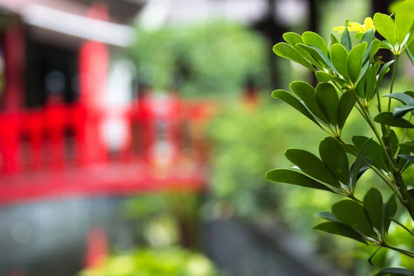 Planta e ponte Imagem De Stock