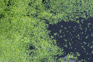 Lemna minor L. gölet