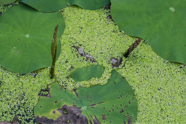 Lemna minor L. in pond — Stock Photo, Image