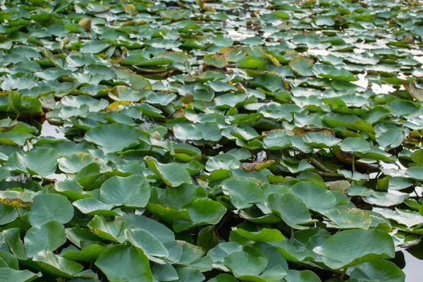 Group of lotus leaves — Stock Photo, Image