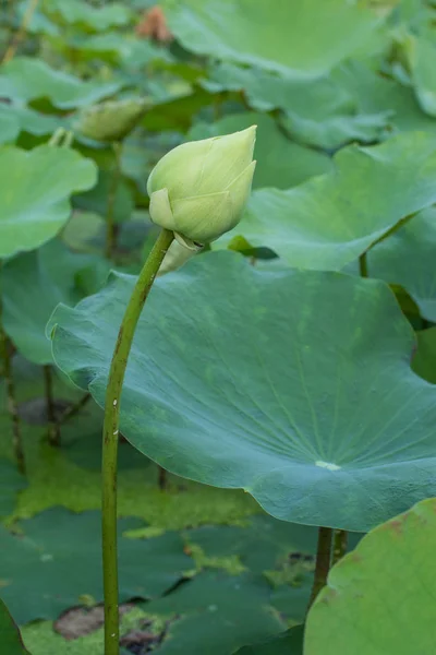 Group of lotus leaves — Stock Photo, Image